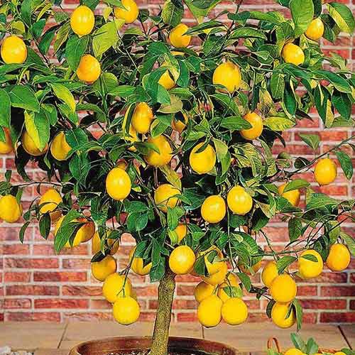 Zitronenbaum (Citrus Limon) interface.art Bild 1 Zitronenbaum (Citrus Limon) interface.image 1 interface.art 76653