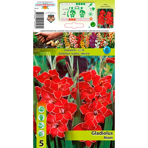Zwerg-Gladiole Atom interface.art Bild 1 Zwerg-Gladiole Atom interface.image 1 interface.art 76329