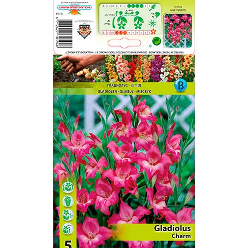 Zwerg-Gladiole Charm interface.art Bild 1 Zwerg-Gladiole Charm interface.image 1 interface.art 76330