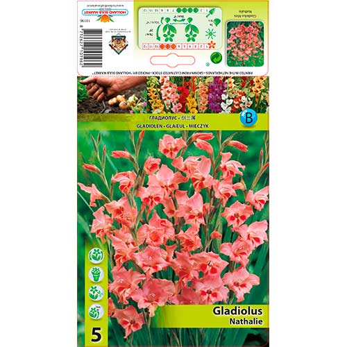 Zwerg-Gladiole Nathalie interface.art Bild 1 Zwerg-Gladiole Nathalie interface.image 1 interface.art 76331