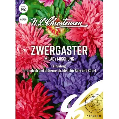 Zwergaster MiLady Mischung interface.image 1 interface.art 87825