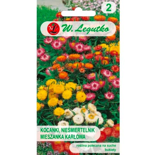 Zwergnachtschatten Tom Thumb, mischung Legutko interface.image 1 interface.art 78569