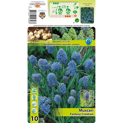 Traubenhyazinthe Fantasy Creation interface.image 1 interface.art 67402