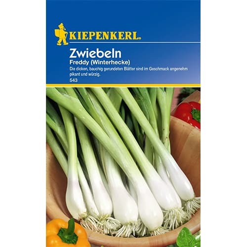 Zwiebel Freddy (Winterhecke) interface.image 1 interface.art 77460