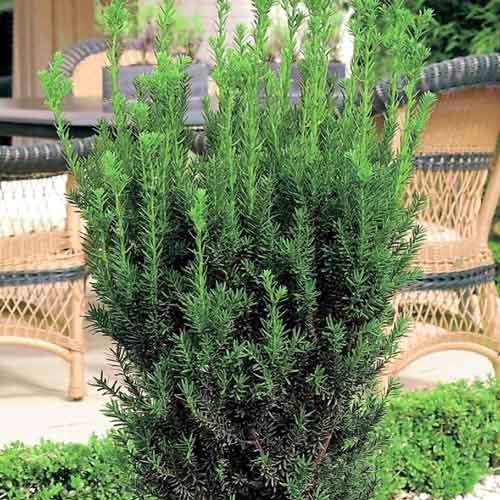 Zwischen-Eibe Hillii interface.art Bild 1 Zwischen-Eibe Hillii interface.image 1 interface.art 9691