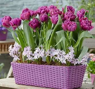 Best Buy Capperline Blumenzwiebeln