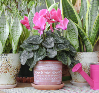 Blumensamen für den Innenbereich