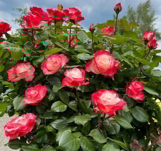 Edelrose Rosa