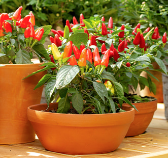 Ein Gemüsegarten auf einer Fensterbank