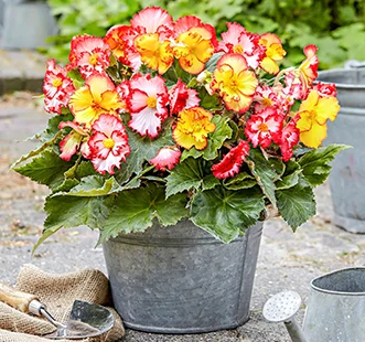 Frühlingsblumenzwiebeln