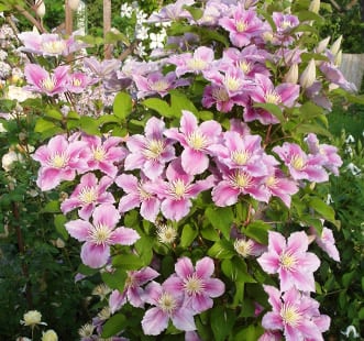 Lianen als Zierpflanzen