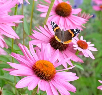 Mehrjährige Blumensamen