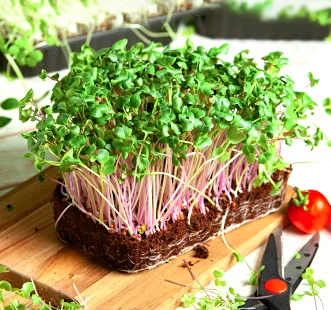 Microgreen