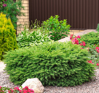 Nadelholz-Strauchland