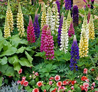 Saatgut von einjährigen Blumen