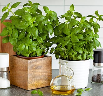 Saatgut von Gewürzpflanzen