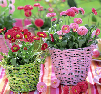 Saatgut von zweijährigen Blumen