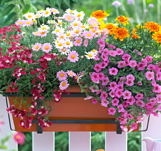 Vermehrte Blumensamen