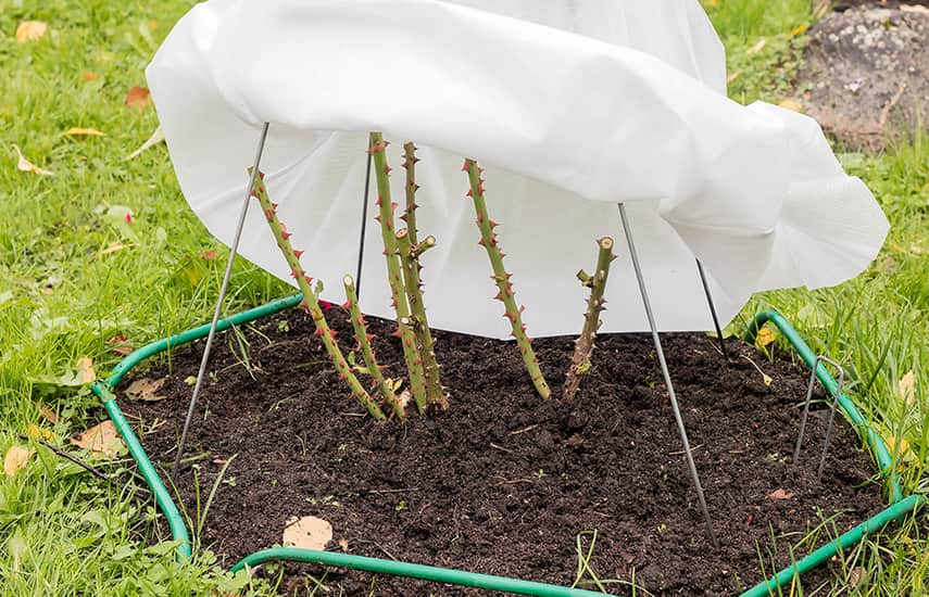 5 Geheimnisse der Rosenpflege nach dem Winter