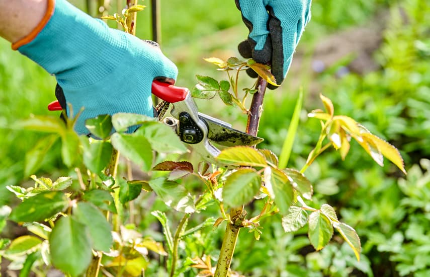 5 Geheimnisse der Rosenpflege nach dem Winter