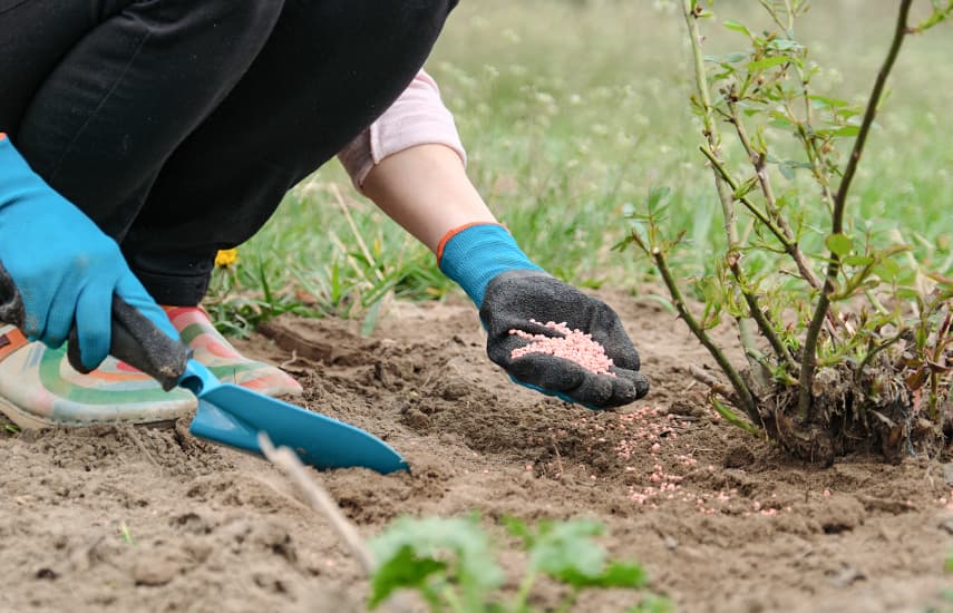 5 Geheimnisse der Rosenpflege nach dem Winter