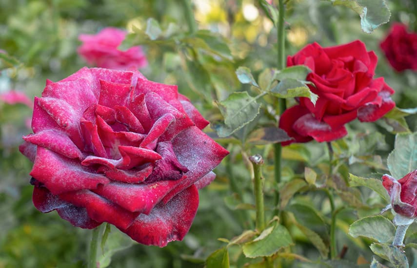 Echter Mehltau an Rosen