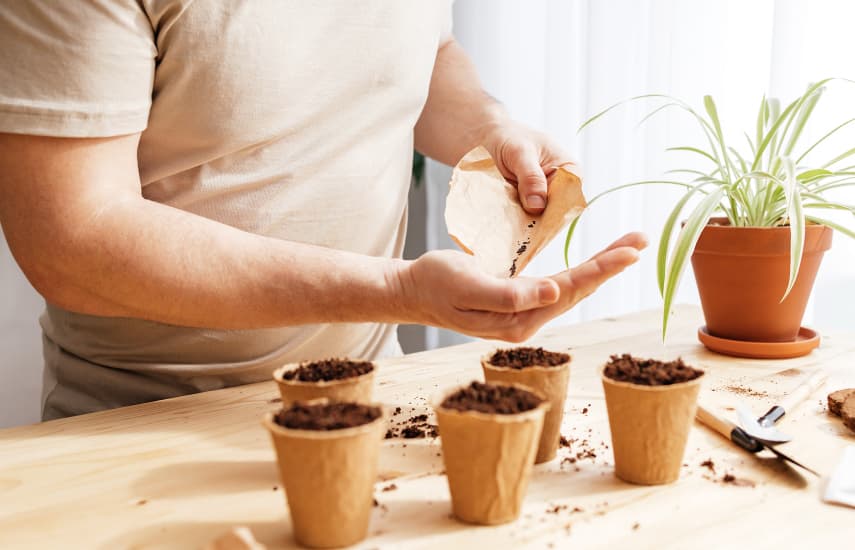 Herrlicher Lavendel: Geheimnisse der Pflanzung und Pflege