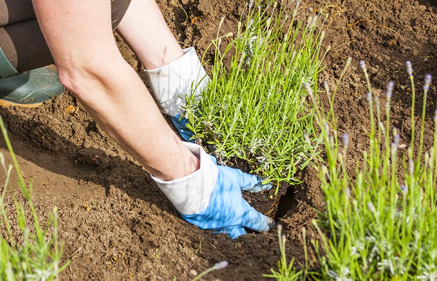 Herrlicher Lavendel: Geheimnisse der Pflanzung und Pflege