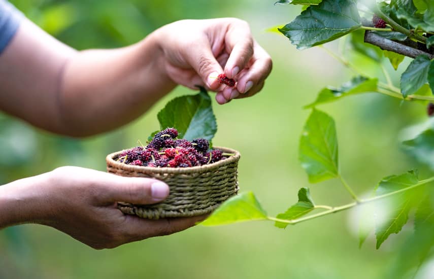 Warum Maulbeeren pflanzen