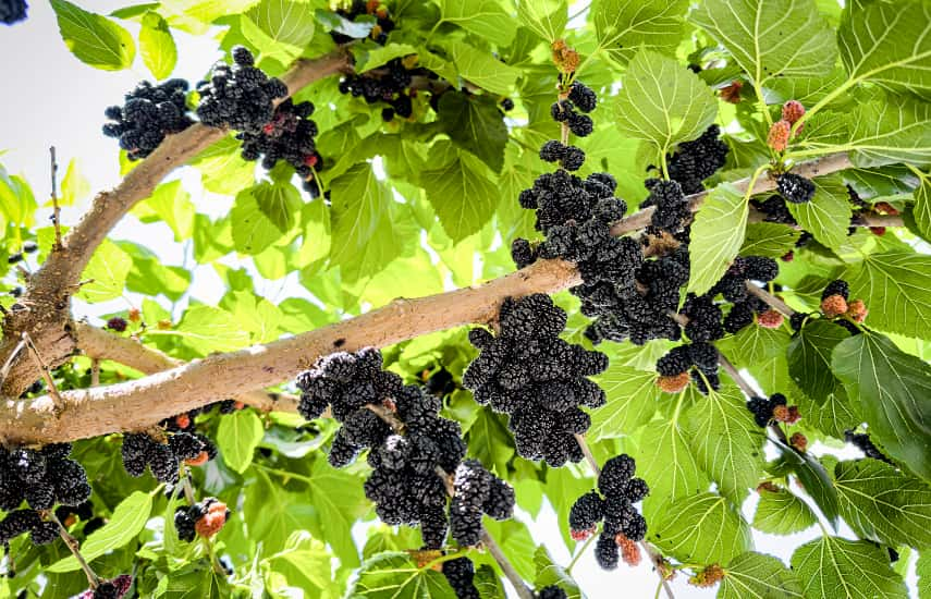 Warum Maulbeeren pflanzen