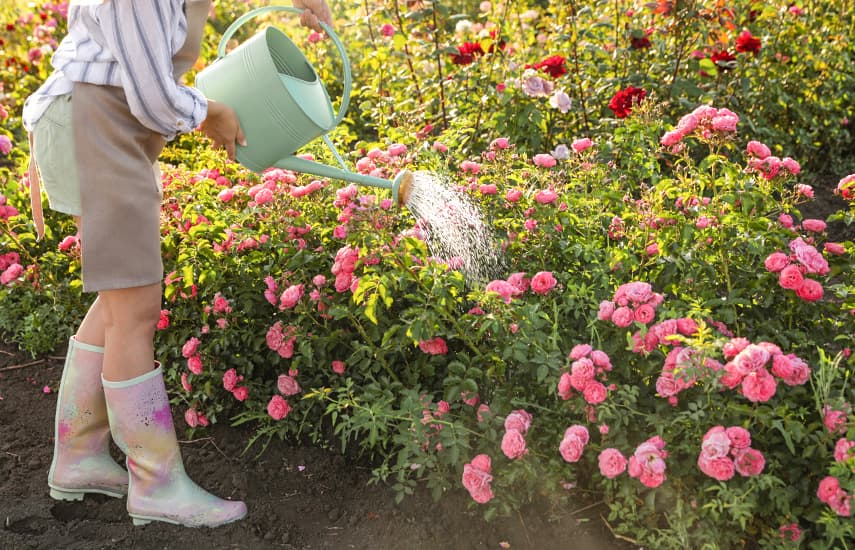 Pflege von Rosen im Sommer