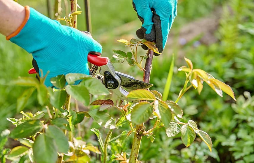 Pflege von Rosen im Sommer