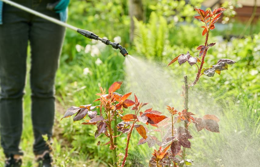 Pflege von Rosen im Sommer