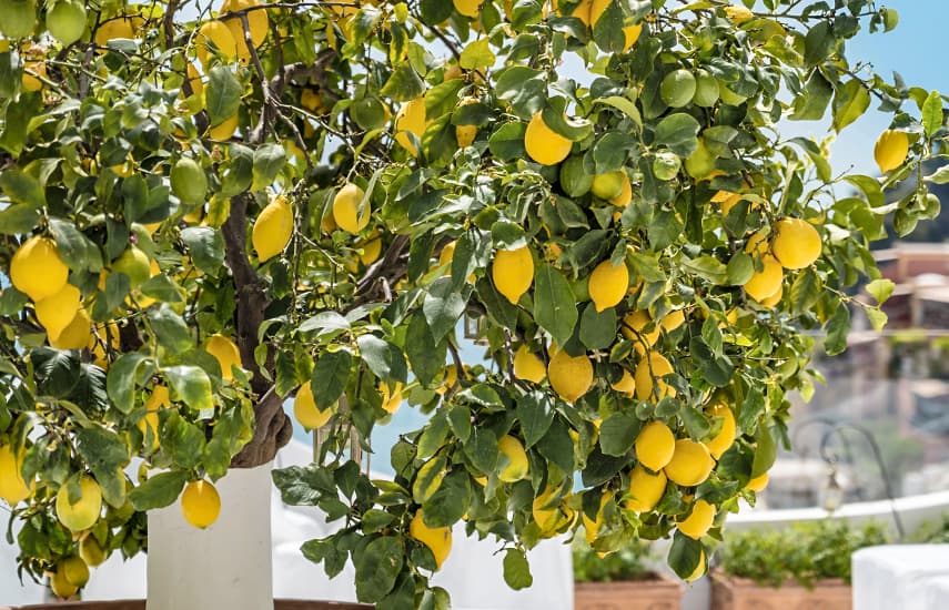 Hausgemachte Zitrone - eine Quelle von Vitaminen und erfrischendem Geschmack