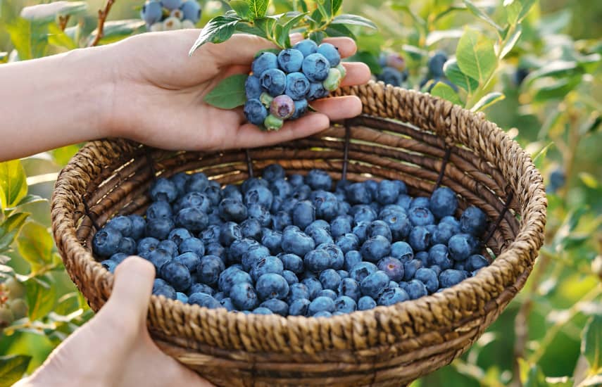 Wie pflanzt man Blaubeeren im Frühjahr?