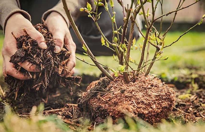 Wie pflanzt man Blaubeeren im Frühjahr?