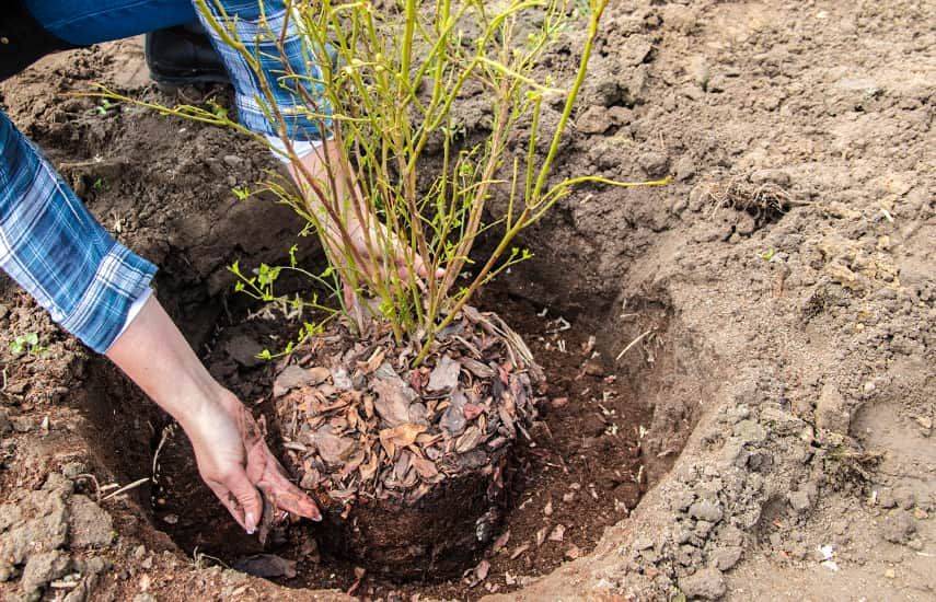 Wie pflanzt man Blaubeeren im Frühjahr?