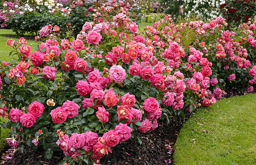 Wie man die Kordes-Rosensorten richtig pflegt