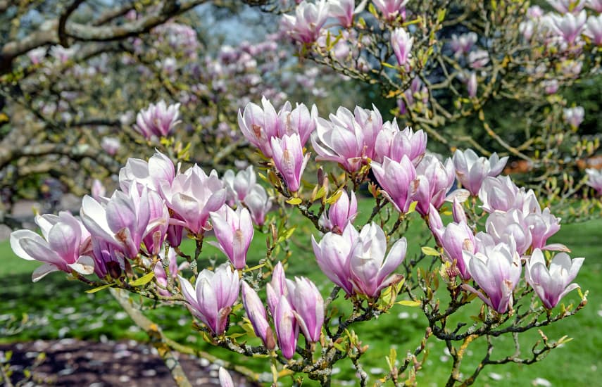 Wunderschöne Magnolie - ein Symbol für Frühling und Leben