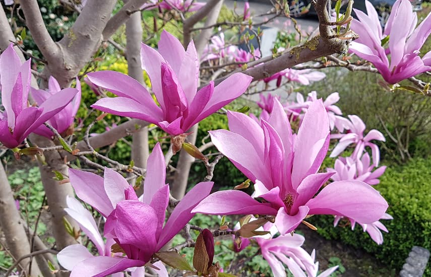 Wunderschöne Magnolie - ein Symbol für Frühling und Leben