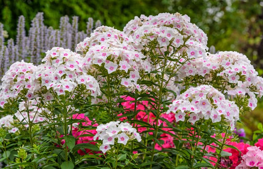 Mehrjährige Blumen, die im Jahr der Anpflanzung blühen