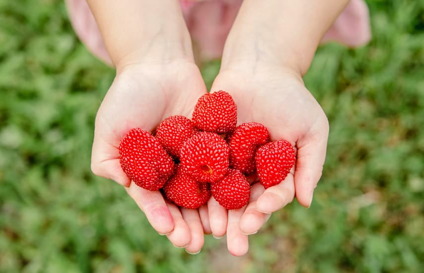 Himbeere-Erdbeere: eine Übersicht über Gartenraritäten