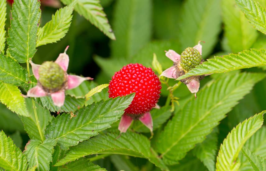 Himbeere-Erdbeere: eine Übersicht über Gartenraritäten