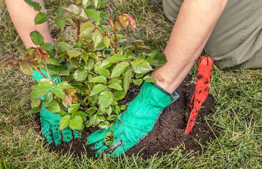 Vorteile und Merkmale der Herbstrosenbepflanzung