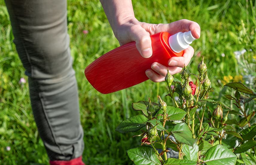 Vorteile und Merkmale der Herbstrosenbepflanzung