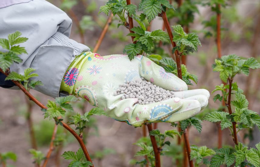 Geheimnisse der erfolgreichen Vorbereitung von Himbeeren für den Winter