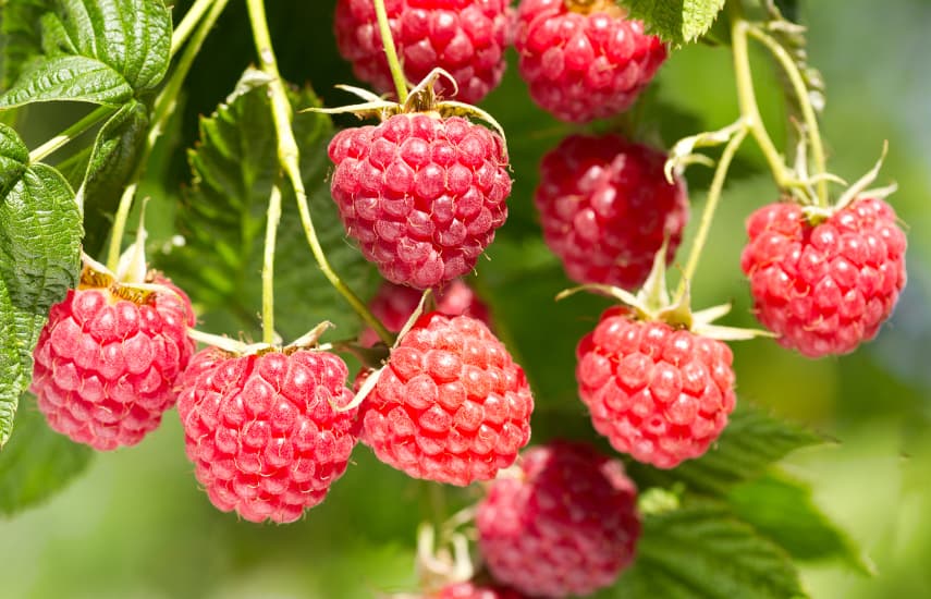 Herbstpflanzung von Himbeeren