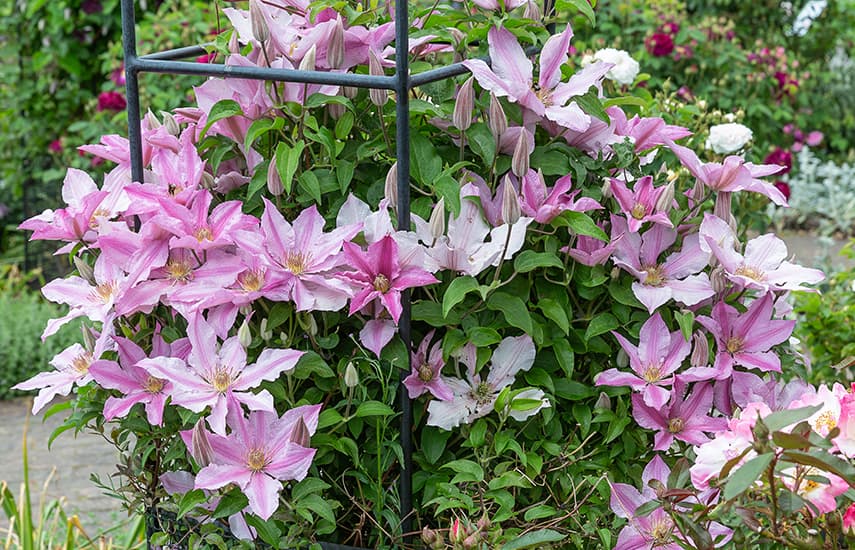 Clematis-Pflanzung