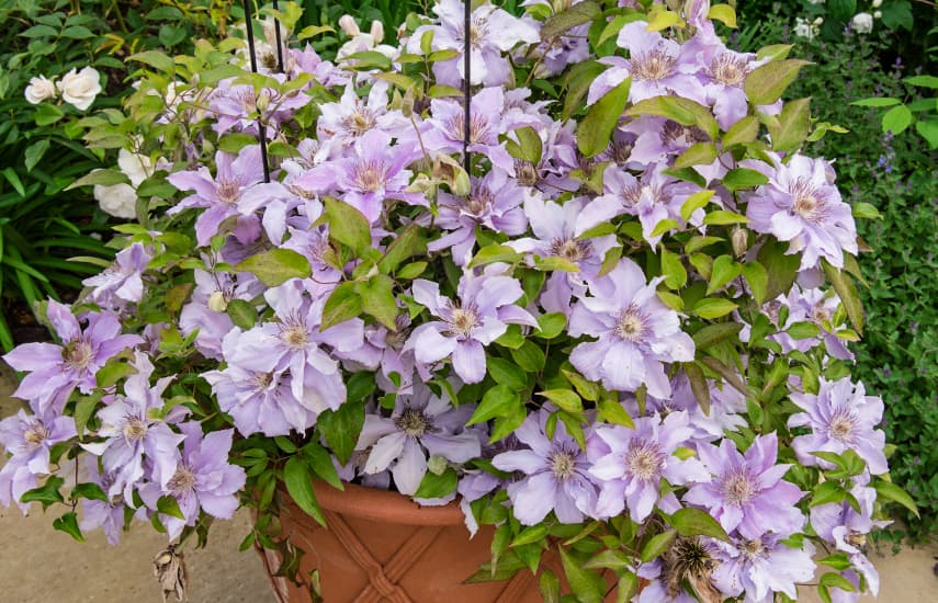 Clematis-Pflanzung