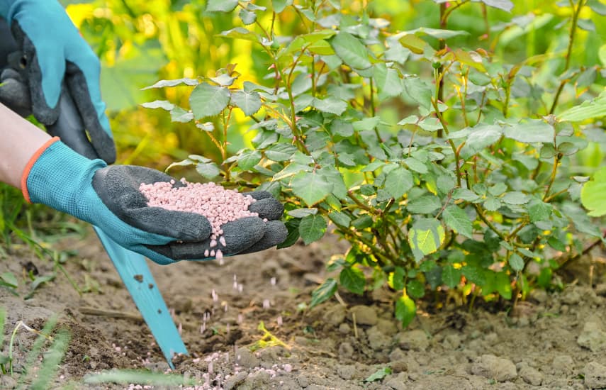 Frühjahrspflege für Rosen